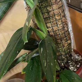 Photo of the plant species Epipremium Albo by @FamedEagleclaw named Naomi on Greg, the plant care app