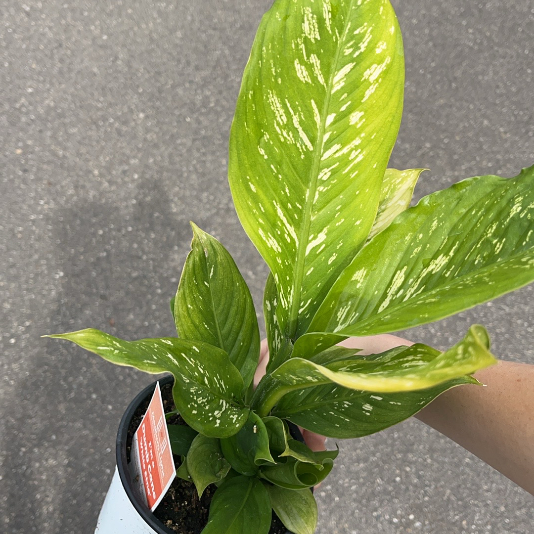 Photo of the plant species White Etna Dieffenbachia by @CunningAnthemis named Nathaniel on Greg, the plant care app