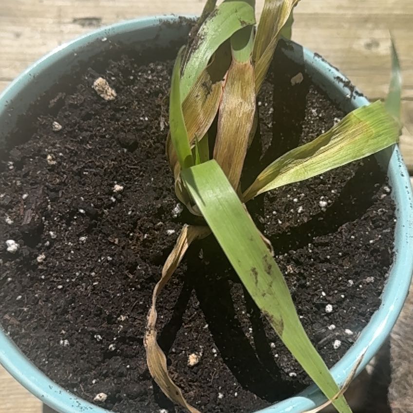 Photo of the plant species Red-Edged Dracaena by @DelicateWildyam named Almond Buns Dip on Greg, the plant care app
