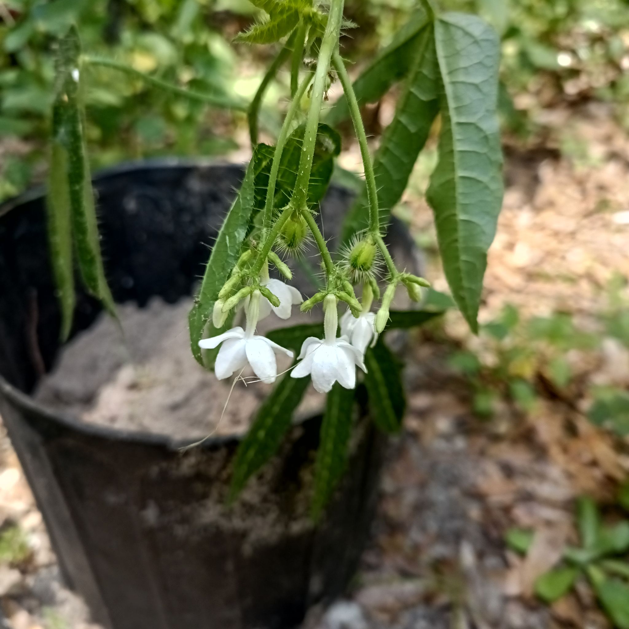 Photo of the plant species Cnidoscolus urens var. stimulosus by @IllustriousTutu named Surya on Greg, the plant care app
