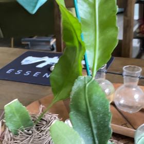 Photo of the plant species Pseudorphipsalis 'Blue Flame' by @MotherRubbercup named Orwell on Greg, the plant care app