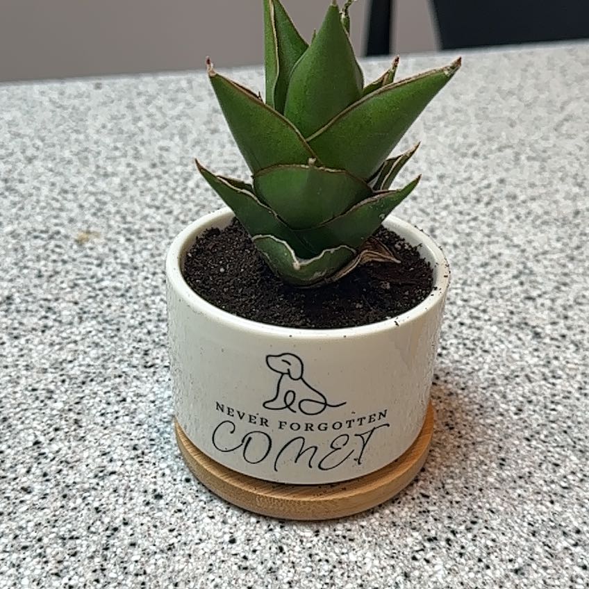 Photo of the plant species Walking Sansevieria by @FamousSkunkbush named Gaga on Greg, the plant care app