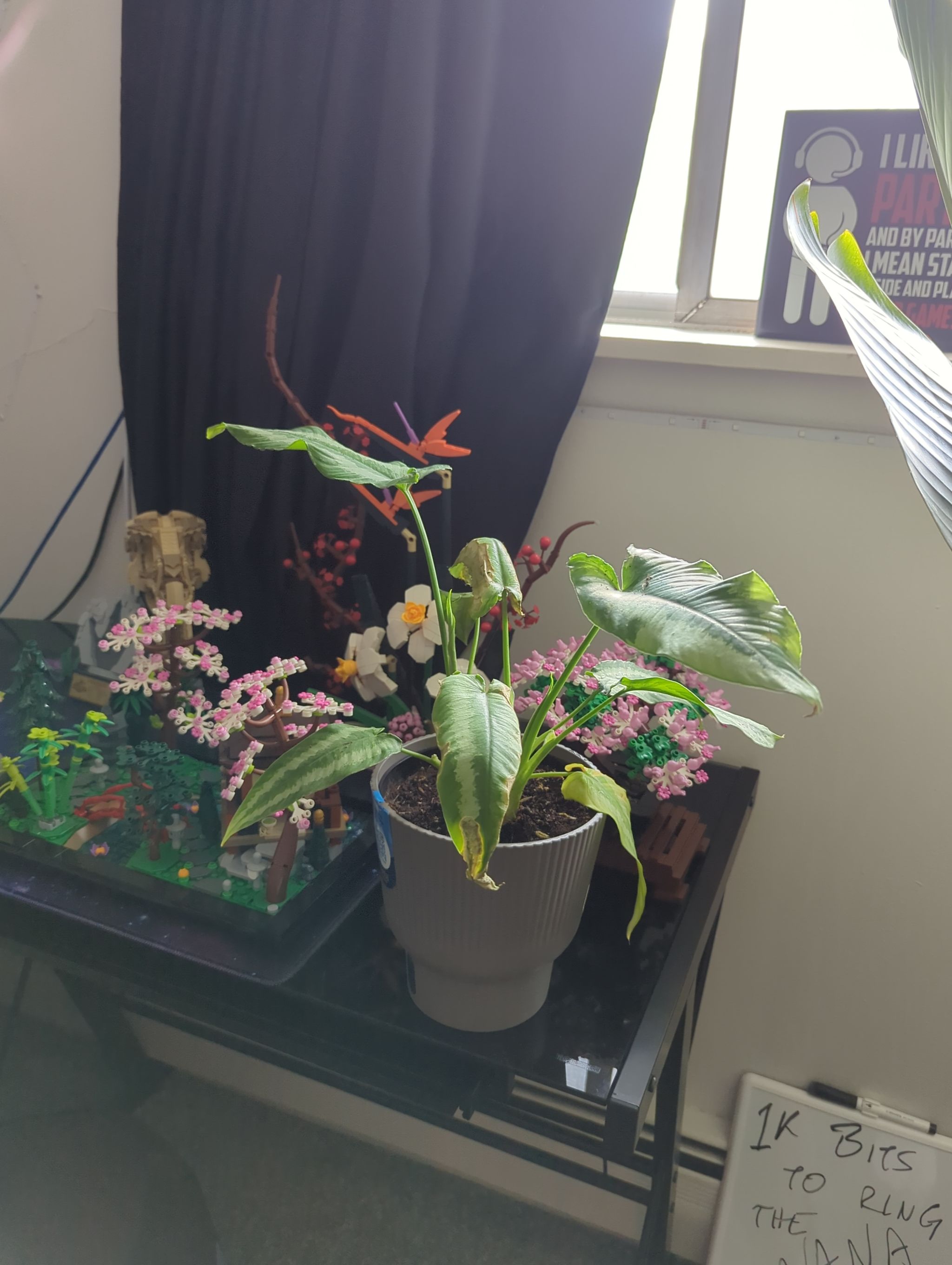 New plant mom here.. I got this plant as a gift, not know...