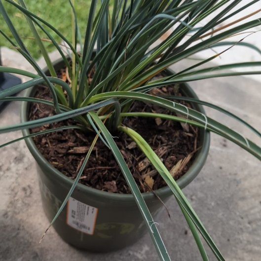 Photo of the plant species Engelmann's false yucca by @BackupRemuremu named Daphne on Greg, the plant care app