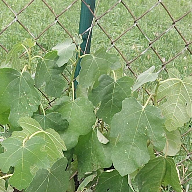 Sproutacus