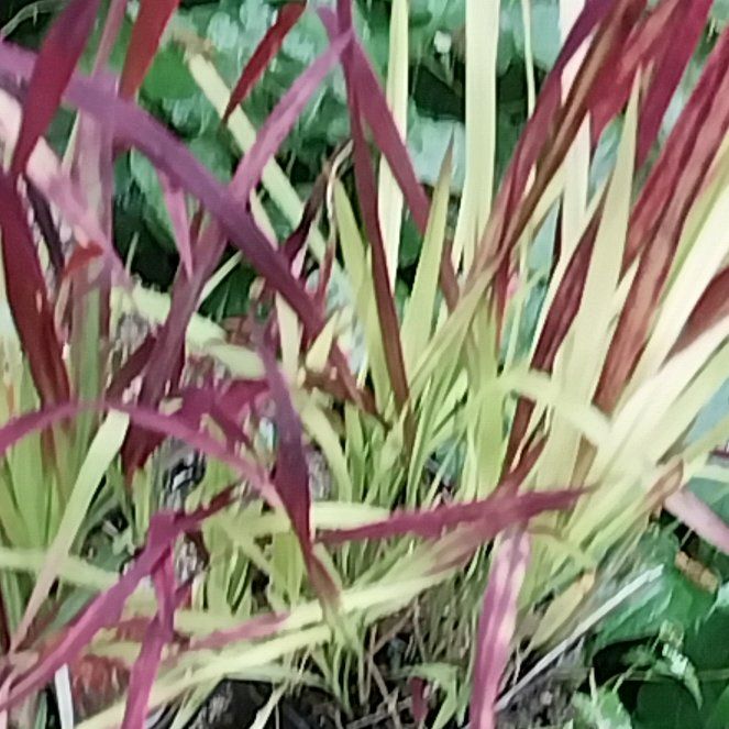 Photo of the plant species Red Baron Blood Grass by @ProWeepingmapou named Sol on Greg, the plant care app