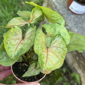 Photo of the plant species Pink Allusion by @MightyCacaotree named Keanu Leaves on Greg, the plant care app