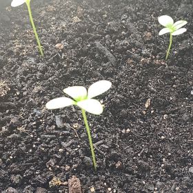 Plant care for Lilliput Zinnia on Greg, the plant care app