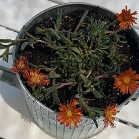 Photo of the plant species Hardy Yellow Ice Plant by @SlinkyRedbanana named Prince on Greg, the plant care app