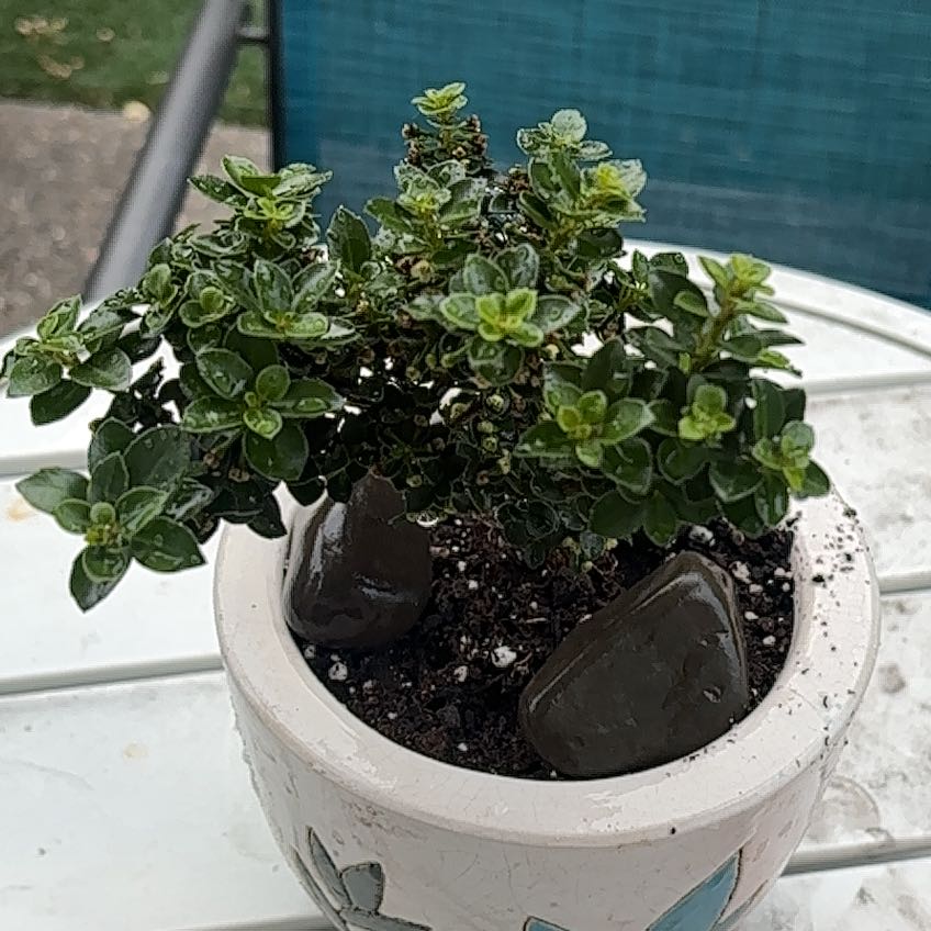 Photo of the plant species Japanese Holly by @SlinkyRedbanana named Keanu Leaves on Greg, the plant care app
