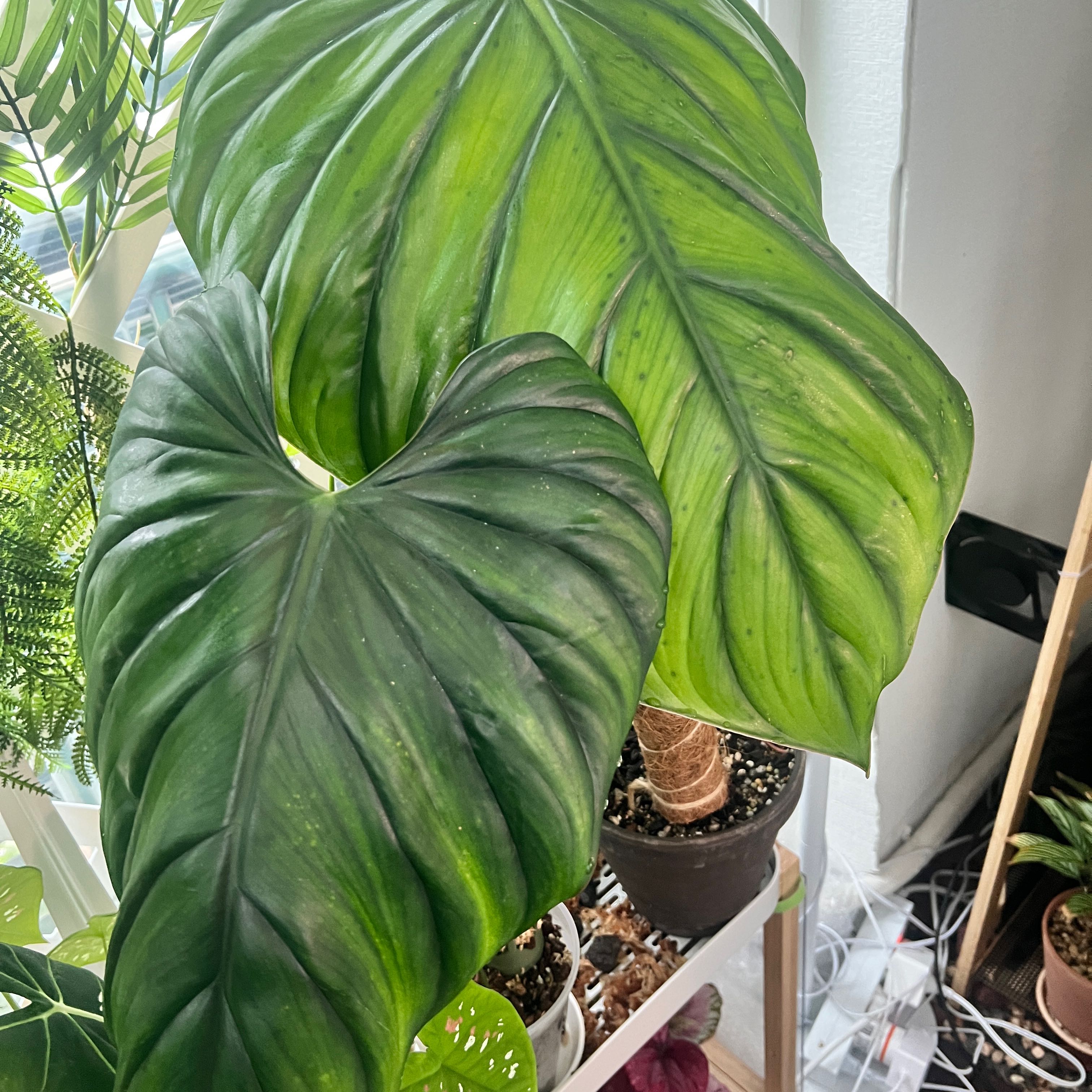 Photo of the plant species Philodendron 'El Guapo' by @OlympianJuniper named Beckham on Greg, the plant care app