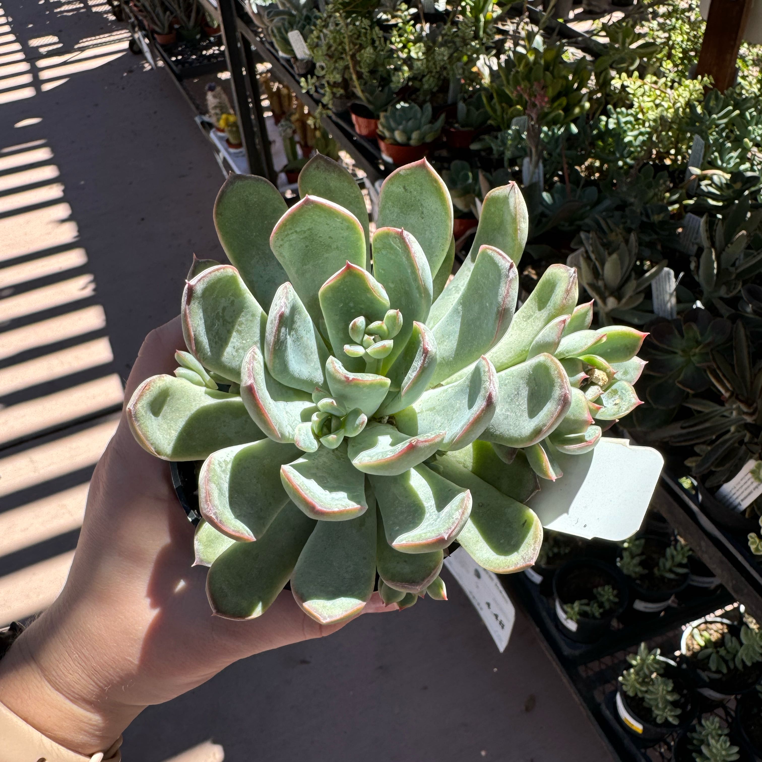 Photo of the plant species Echeveria 'Pelusida' by @SassyDragonwing named Daphne on Greg, the plant care app