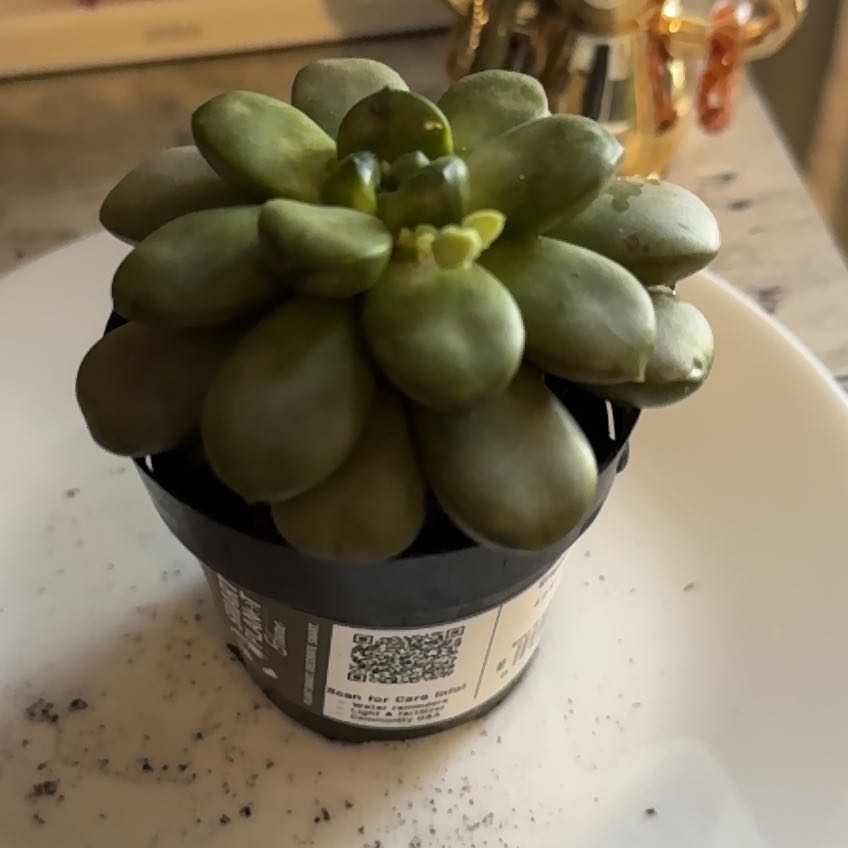 Photo of the plant species Graptoveria 'Amethorum' by @SuaveCapesundew named Kendall on Greg, the plant care app