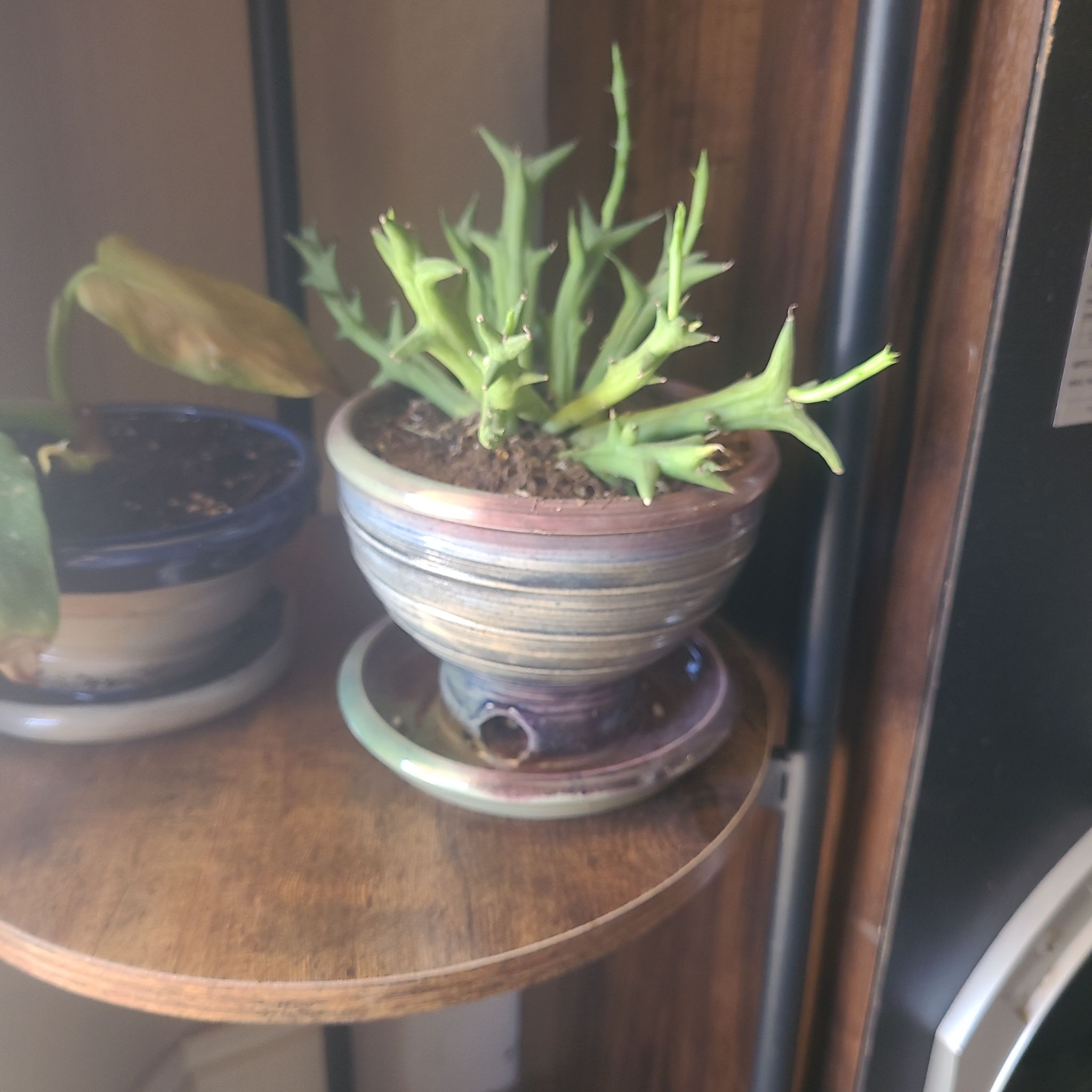 Photo of the plant species Huernia Hybrid by @GuruCacaotree named Spike on Greg, the plant care app