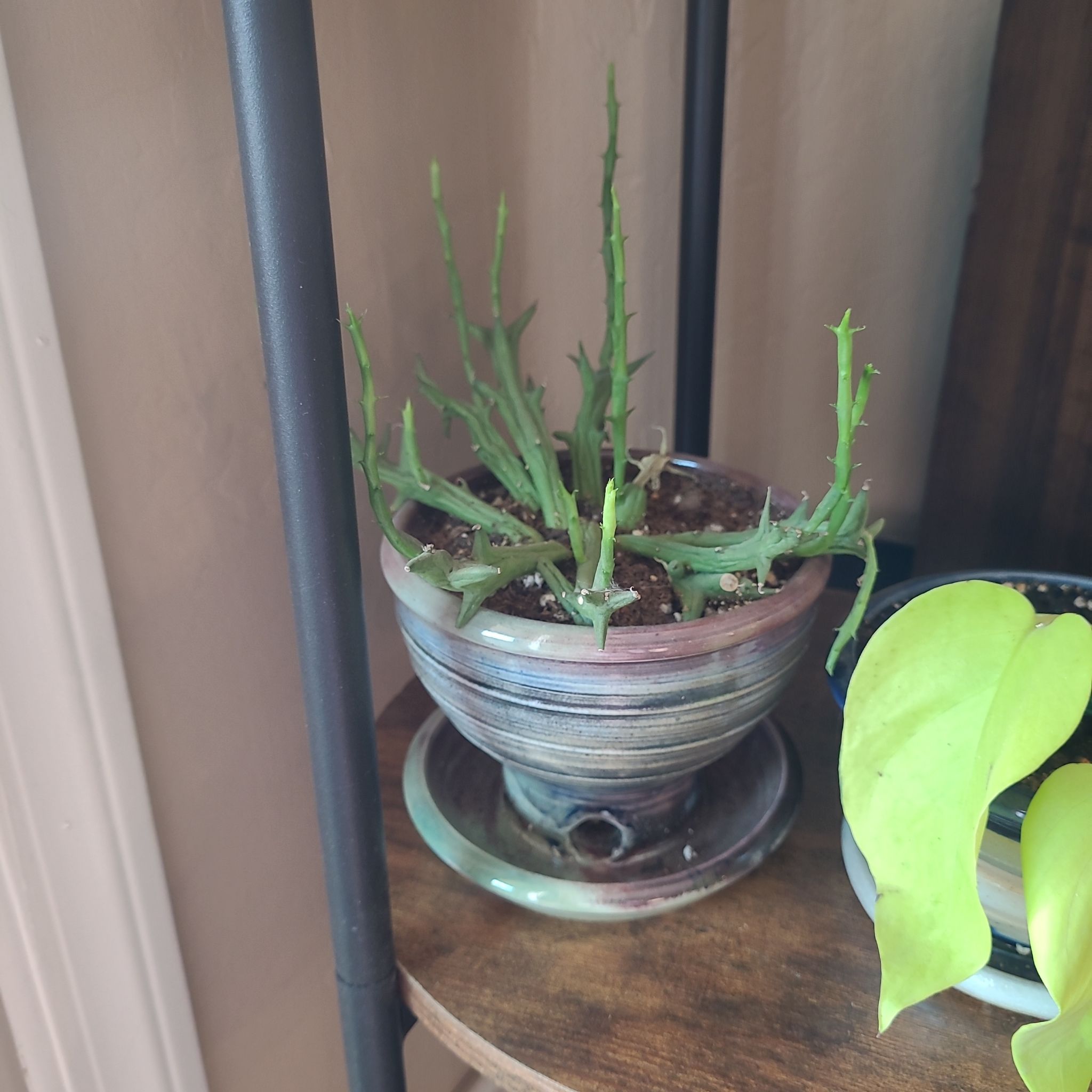 Photo of the plant species Huernia Hybrid by @GuruCacaotree named Spike on Greg, the plant care app