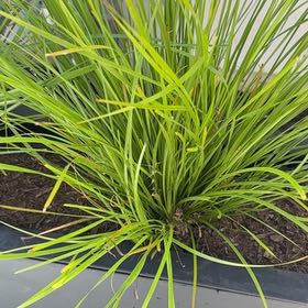 Photo of the plant species Spiny-Head Mat-Rush by @ZarfWhiteknight named Dwarfs on Greg, the plant care app
