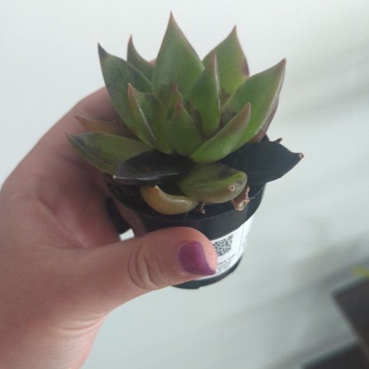 Photo of the plant species Echeveria 'Red Shade' by @GreatestSaguaro named Aria on Greg, the plant care app