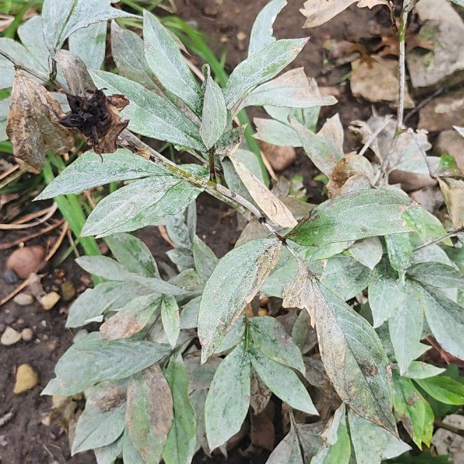 Photo of the plant species Common Peony by @PopularRoussea named Bodhi on Greg, the plant care app
