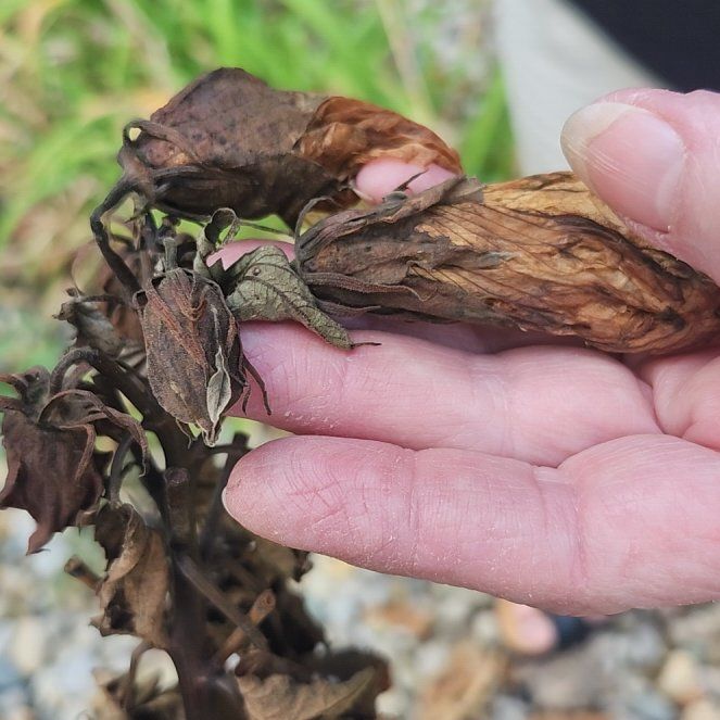 Photo of the plant species Eastern Rosemallow by @PopularRoussea named Beyonce on Greg, the plant care app