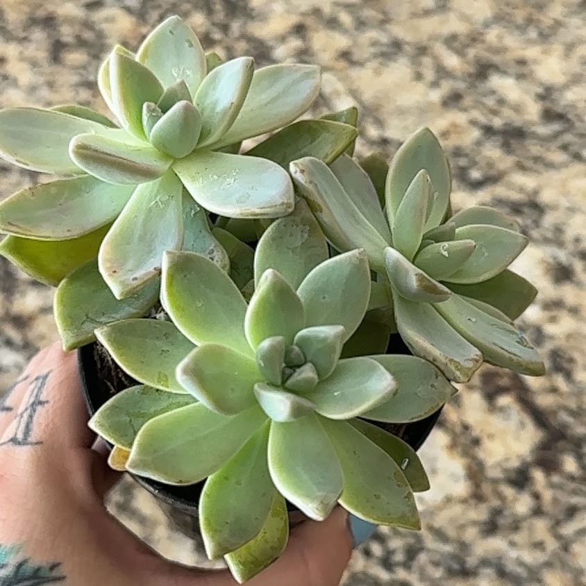 A healthy Graptosedum 'Ghosty' succulent held by a hand against a textured background.