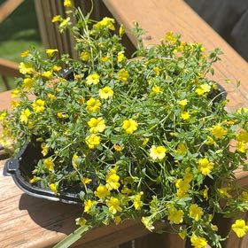 Photo of the plant species Chrysojasminum fruticans by @NiftySealettuce named Kardashian on Greg, the plant care app