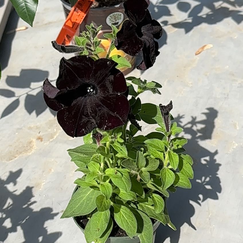 Photo of the plant species Black Mamba by @TycoonCoojong named Black Mamba Petunia on Greg, the plant care app