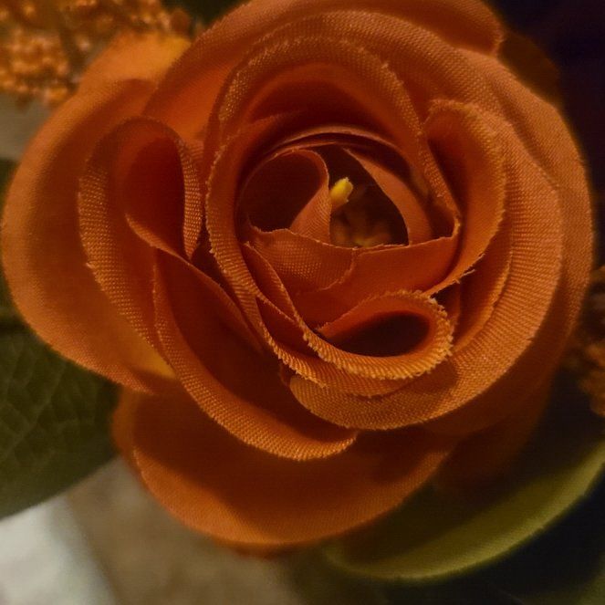 Photo of the plant species African Senna by @CleanPinetree named Scarlett on Greg, the plant care app