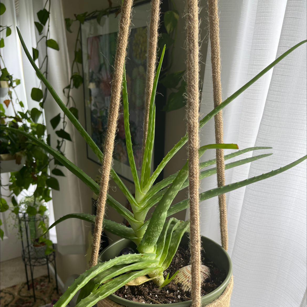 Aloe vera plant photo by @CJsPlants named Aloe Blacc on Greg, the plant care app.
