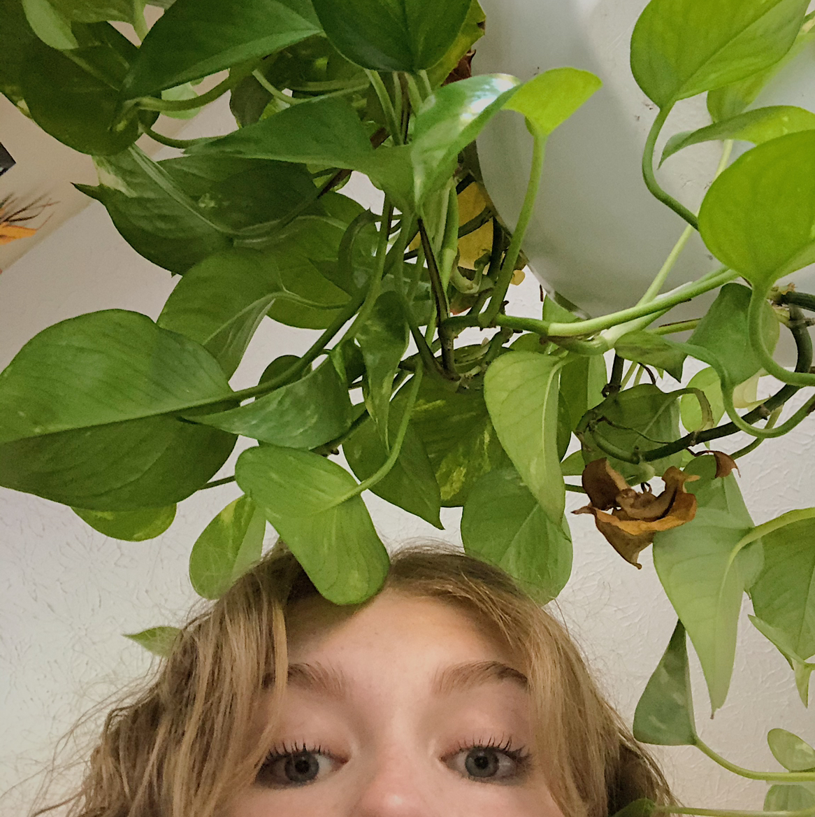 Taro Vine plant photo by @CJsPlants named Pothos on Greg, the plant care app.