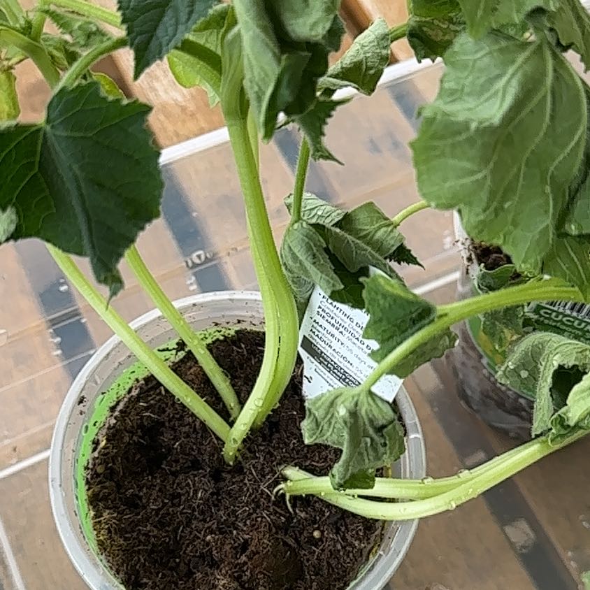 Photo of the plant species Cucumber Straight Eight by @LargeTreeonion named Q on Greg, the plant care app
