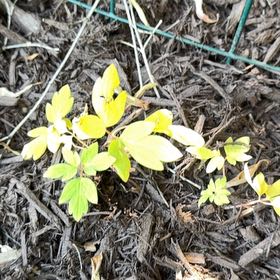 Photo of the plant species Asian Bleeding-Heart by @YoungCalamondin named Sonora on Greg, the plant care app