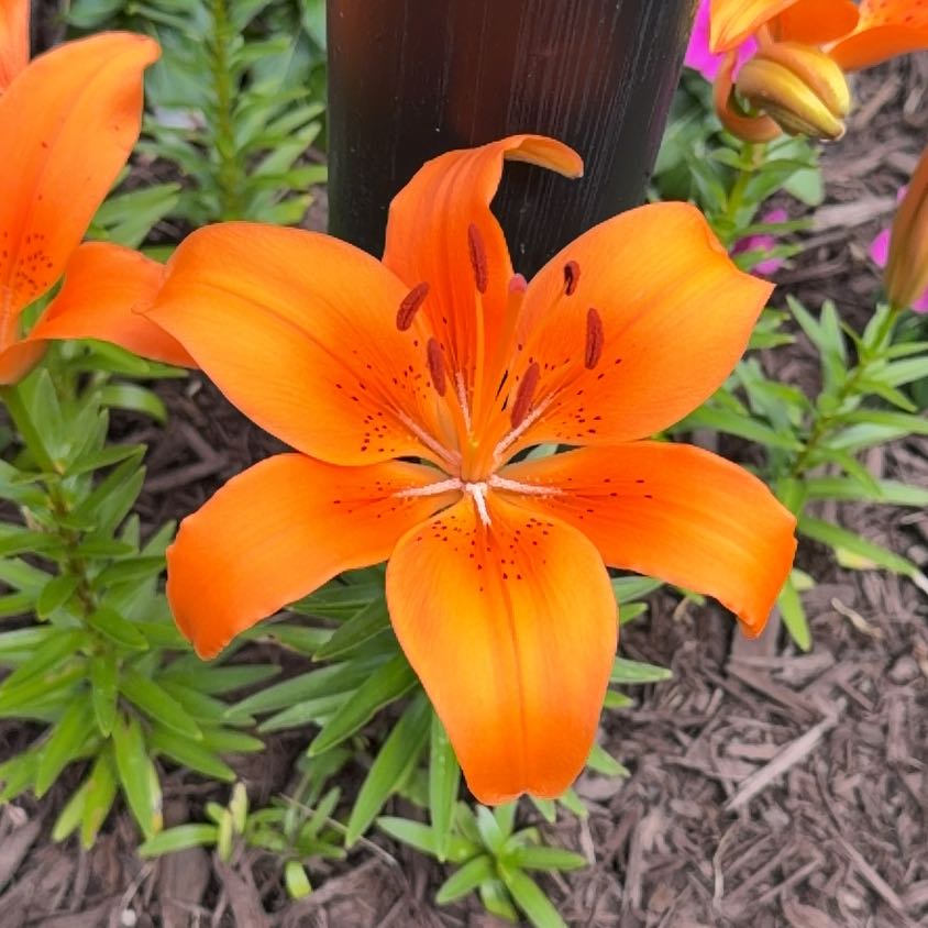 Photo of the plant species Orange Lily by @YoungCalamondin named Marley on Greg, the plant care app