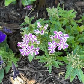 Photo of the plant species Robert Geranium by @YoungCalamondin named Cleopatra on Greg, the plant care app