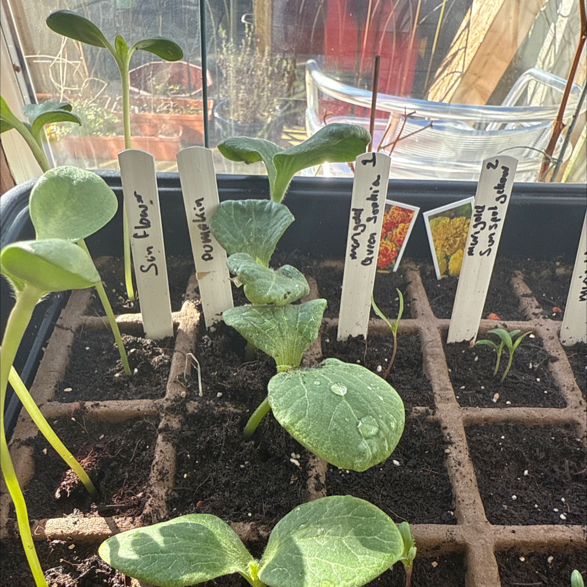 Photo of the plant species Big Max Pumpkin by @ProCeleryplant named Surya on Greg, the plant care app