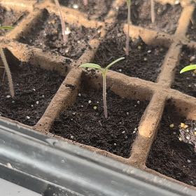 Photo of the plant species Tomato 'Sun Baby' by @ProCeleryplant named Huckleberry Fern on Greg, the plant care app