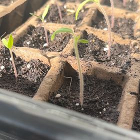 Photo of the plant species Tomato 'Supersteak' by @ProCeleryplant named Lola on Greg, the plant care app