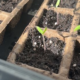 Photo of the plant species Tomato 'Moneymaker' by @ProCeleryplant named Elina on Greg, the plant care app