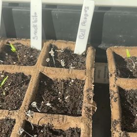 Photo of the plant species Snack Orange Sweet Pepper by @ProCeleryplant named LiloStitch on Greg, the plant care app