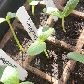 Photo of the plant species Cucumber 'GherKing F1' by @ProCeleryplant named Tupot amaroot on Greg, the plant care app
