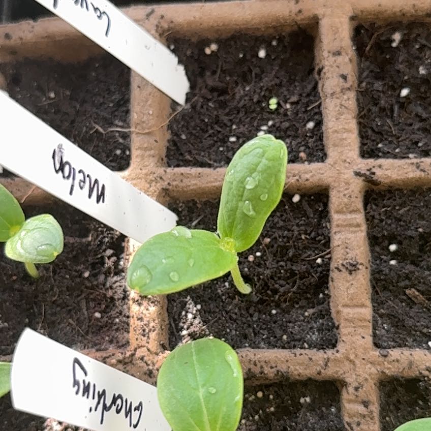 Photo of the plant species Melba Melon by @ProCeleryplant named Captain Plant-it on Greg, the plant care app