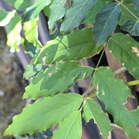 Photo of the plant species Chinese Wisteria by @WillBabyrubber named Gobi on Greg, the plant care app