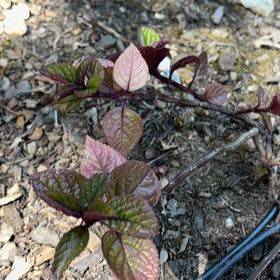 Photo of the plant species Cherry Plum by @WillBabyrubber named Homer on Greg, the plant care app