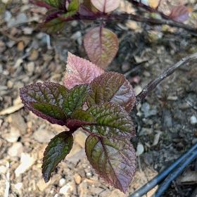 Photo of the plant species Cherry Plum by @WillBabyrubber named Elina on Greg, the plant care app