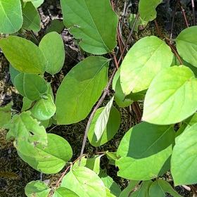 Photo of the plant species Japanese Honeysuckle by @WillBabyrubber named Bodhi on Greg, the plant care app