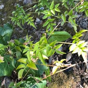 Photo of the plant species Pink Jasmine by @WillBabyrubber named Tolkien on Greg, the plant care app