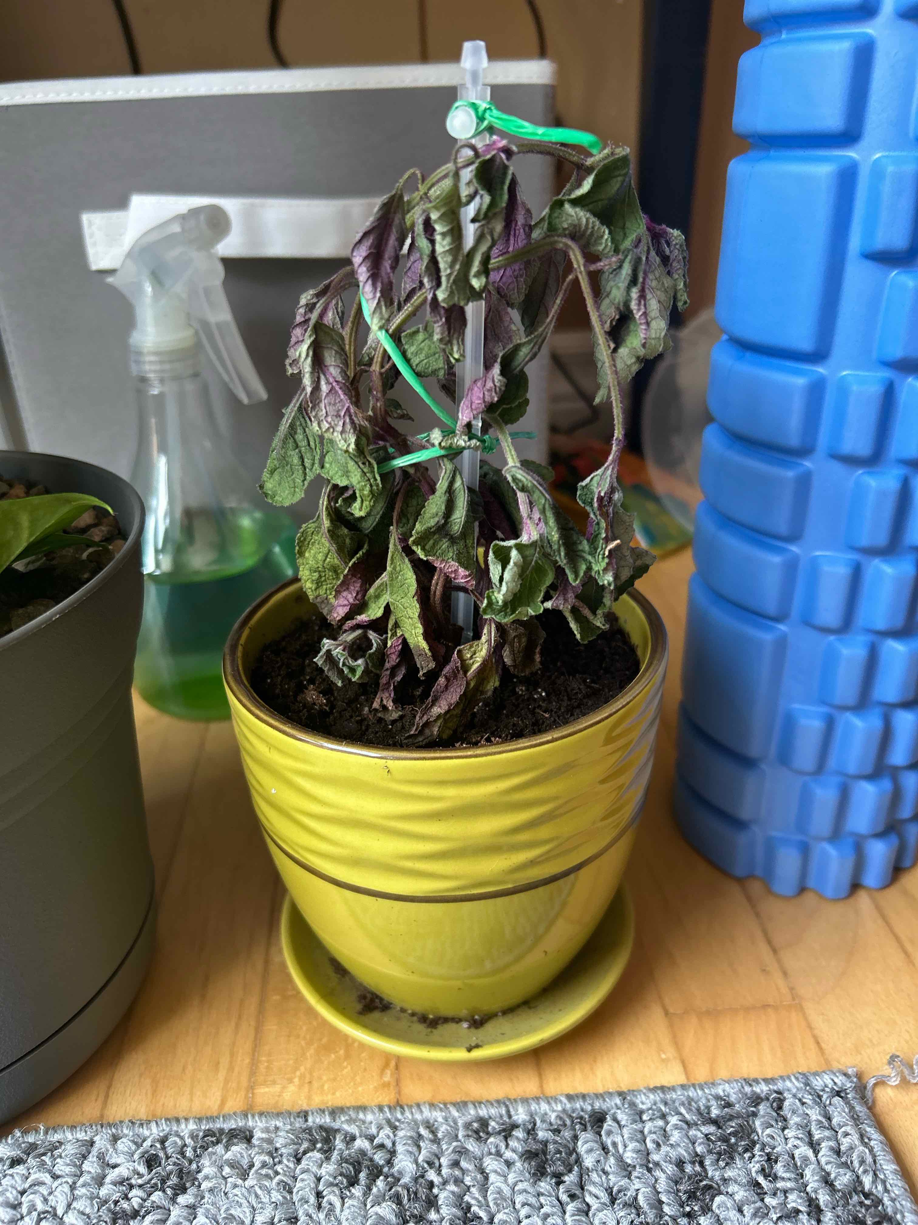 Wilted Speckled Spur Flower plant in a yellow pot with visible soil and discolored leaves.