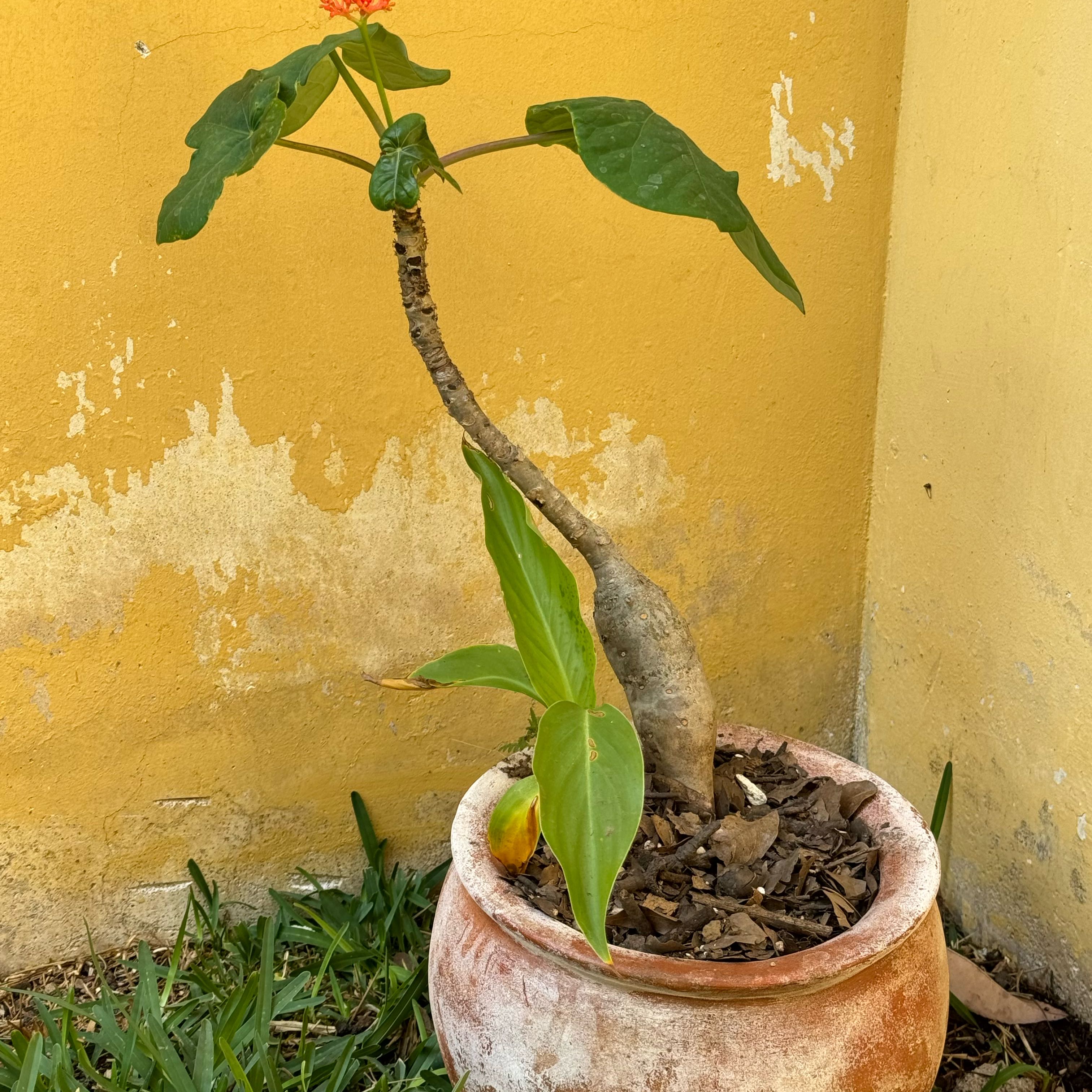 Buddha Belly Plant in a pot with a swollen stem and a few leaves, against a yellow wall.