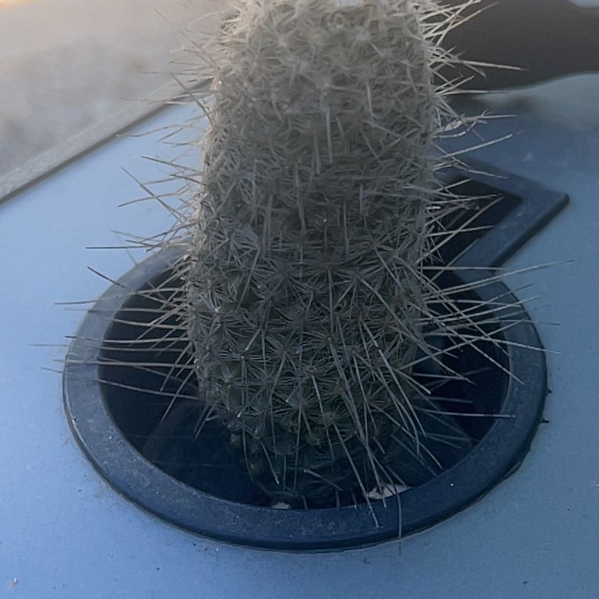 Image of a Rattail Nipple Cactus in a container with dense spines.