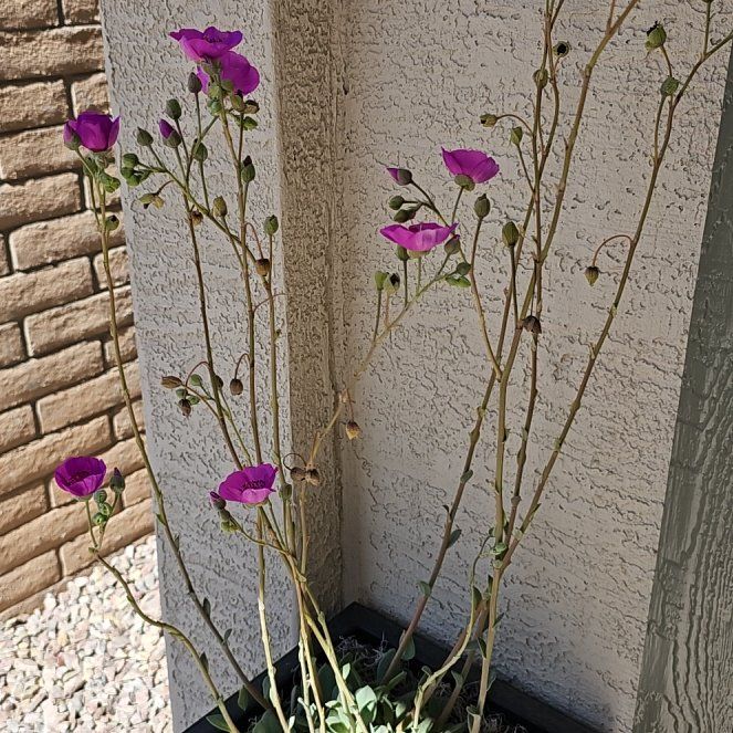 Photo of the plant species Rock Purslane by @GodlySilkyoak named Taylor Swift on Greg, the plant care app