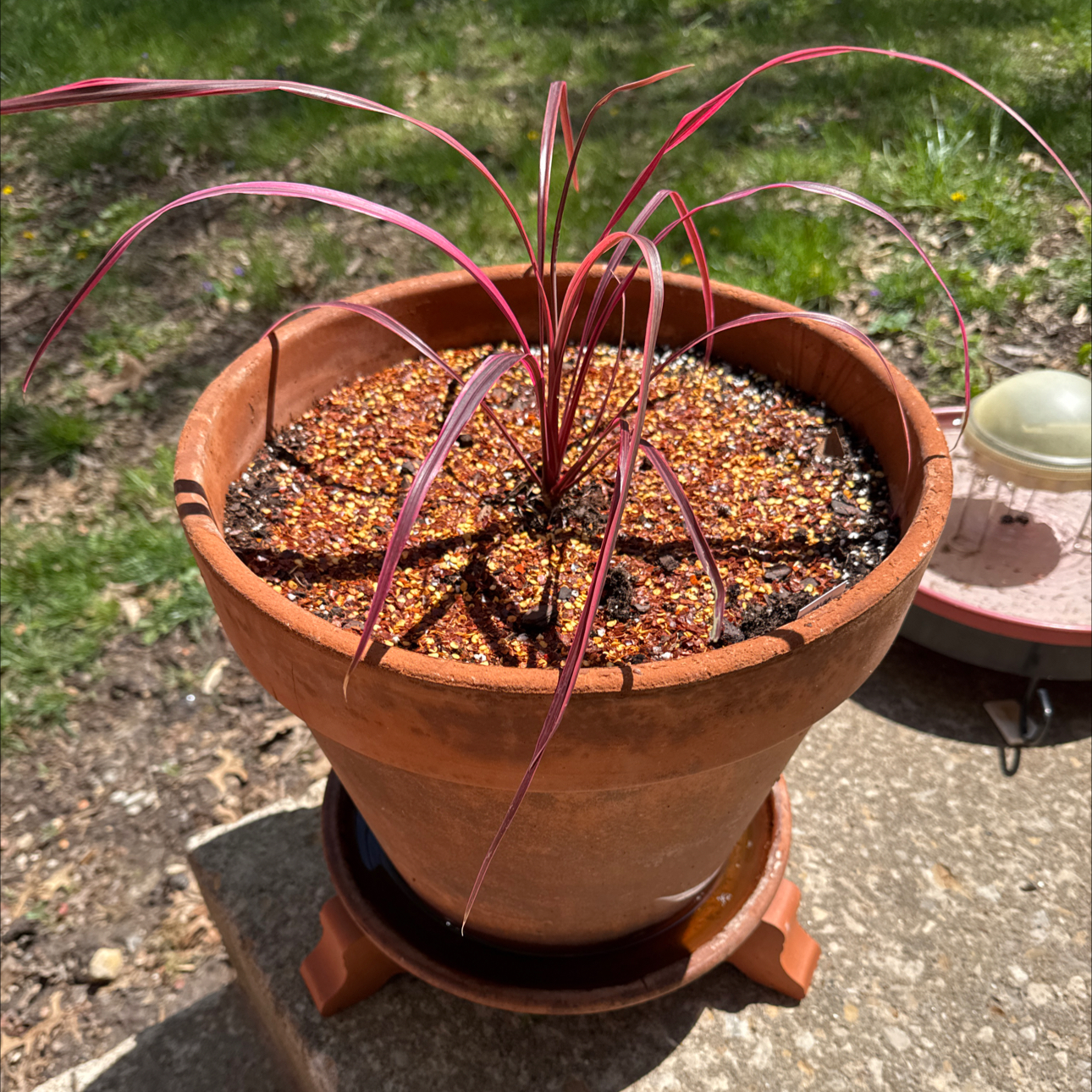Photo of the plant species Cordyline 'Salsa' by @KajiShun named Poseidon on Greg, the plant care app